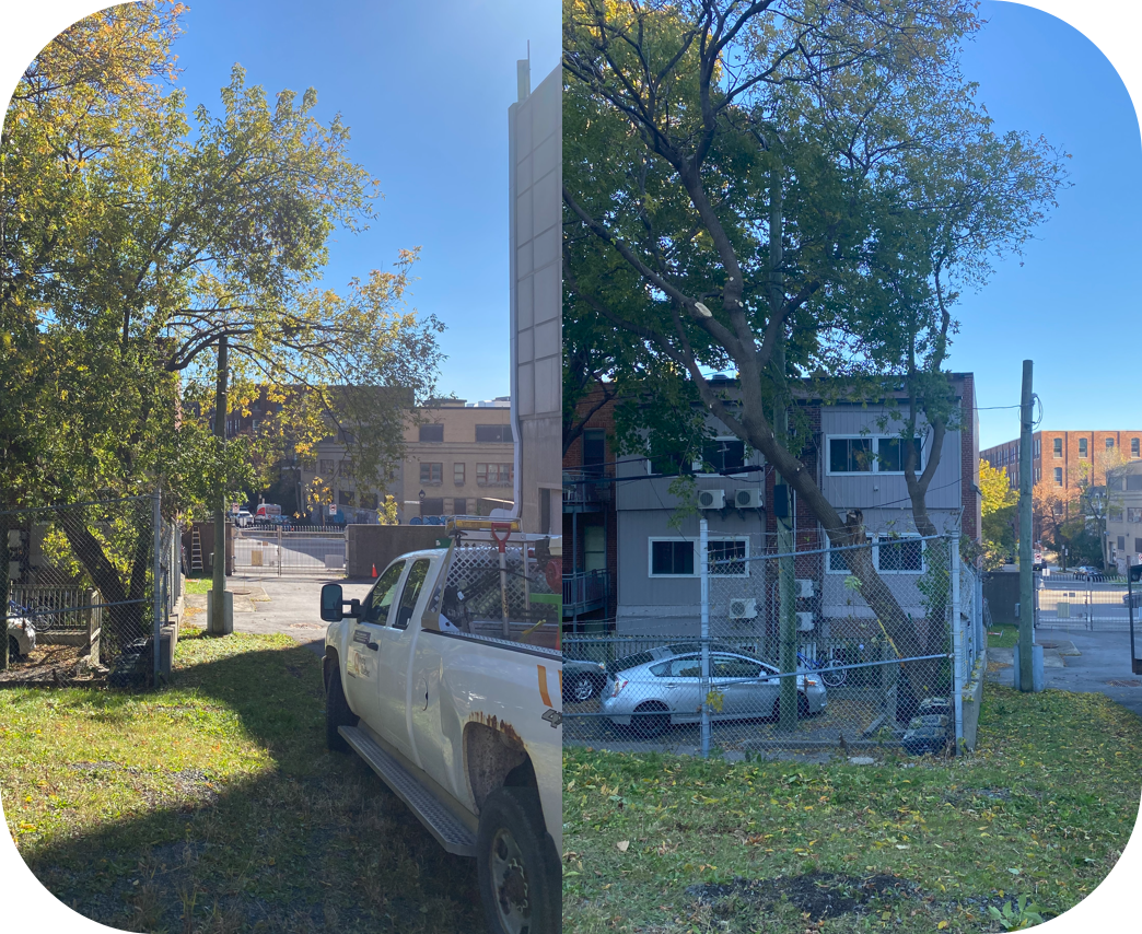 élagage, abattage d'arbre, la taille de d’arbustes