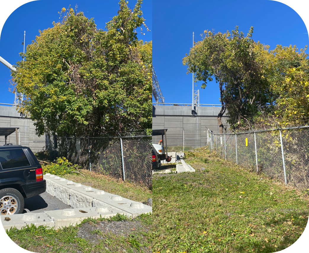 élagage, abattage d'arbre, la taille de d’arbustes